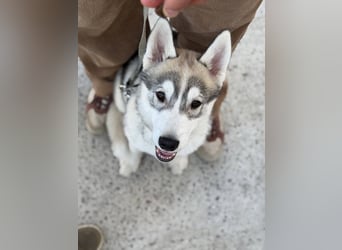 Not just a siberian husky boy - a soulmate on four paws