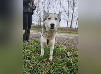 Notfall Gloria – sie braucht dringend Nähe statt Zwinger