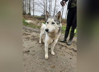 Notfall Gloria – sie braucht dringend Nähe statt Zwinger