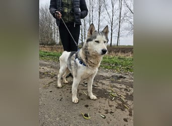 Notfall Gloria – sie braucht dringend Nähe statt Zwinger