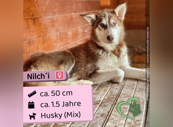 Nilch‘i