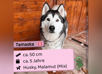 Tamaska