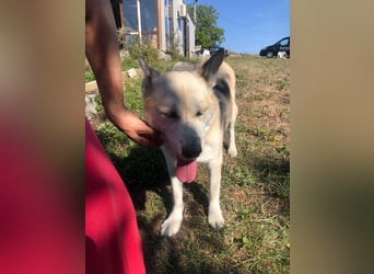 YUKA ❤️ sucht Zuhause oder Pflegestelle