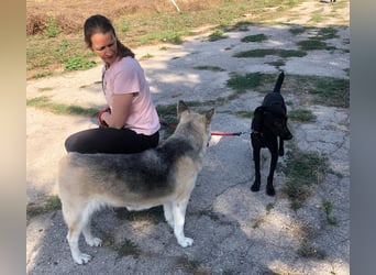 YUKA ❤️ sucht Zuhause oder Pflegestelle