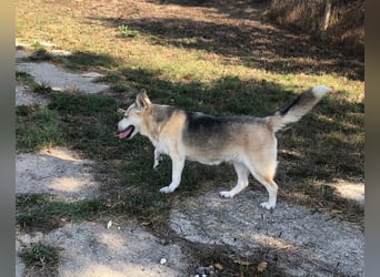 YUKA ❤️ sucht Zuhause oder Pflegestelle