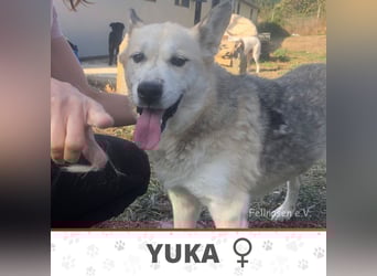 YUKA ❤️ sucht Zuhause oder Pflegestelle