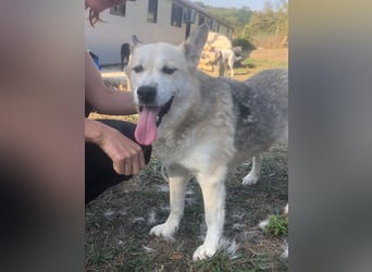 YUKA ❤️ sucht Zuhause oder Pflegestelle