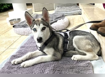 Bon - verspielter Junghund - Tierhilfe Franken e.V.