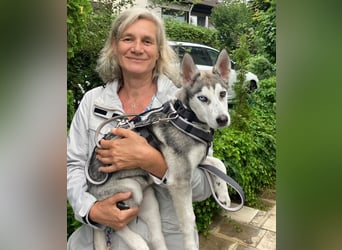 Bon - verspielter Junghund - Tierhilfe Franken e.V.