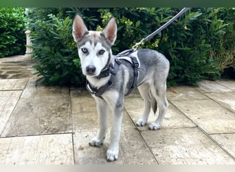 Bon - verspielter Junghund - Tierhilfe Franken e.V.