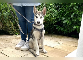 Bon - verspielter Junghund - Tierhilfe Franken e.V.