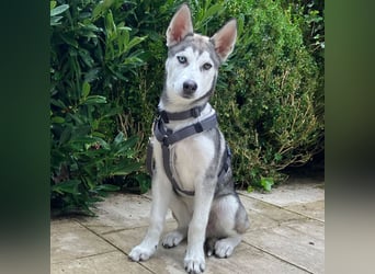 Bon - verspielter Junghund - Tierhilfe Franken e.V.