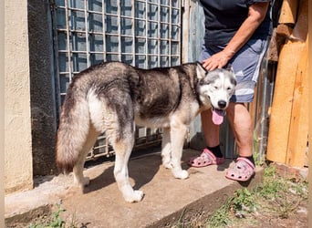 SHEYLLA-großes Herz auf der Suche nach ihrer liebevollen Für-immer-Familie