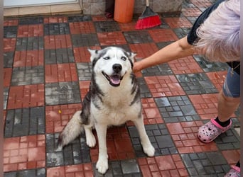 SHEYLLA-großes Herz auf der Suche nach ihrer liebevollen Für-immer-Familie