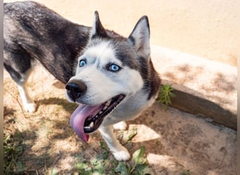 SHEYLLA-großes Herz auf der Suche nach ihrer liebevollen Für-immer-Familie