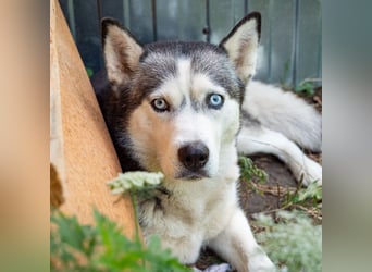 SHEYLLA-großes Herz auf der Suche nach ihrer liebevollen Für-immer-Familie