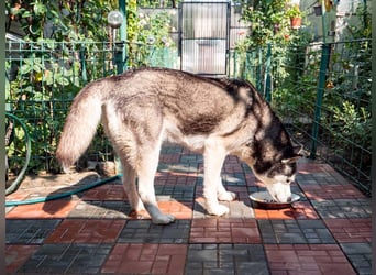 SHEYLLA-großes Herz auf der Suche nach ihrer liebevollen Für-immer-Familie
