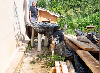 SHEYLLA-großes Herz auf der Suche nach ihrer liebevollen Für-immer-Familie
