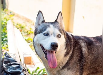 SHEYLLA-großes Herz auf der Suche nach ihrer liebevollen Für-immer-Familie