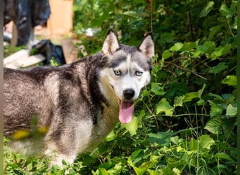 SHEYLLA-großes Herz auf der Suche nach ihrer liebevollen Für-immer-Familie