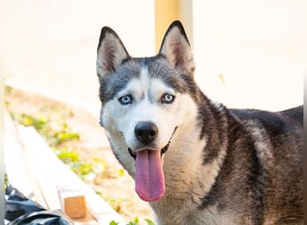 SHEYLLA-großes Herz auf der Suche nach ihrer liebevollen Für-immer-Familie