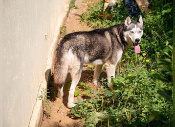 SHEYLLA-großes Herz auf der Suche nach ihrer liebevollen Für-immer-Familie