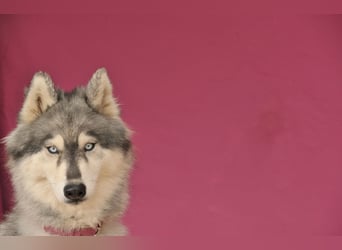 Darf Siyona endlich erfahren, wie schön es ist, ein geliebtes Familienmitglied zu sein?