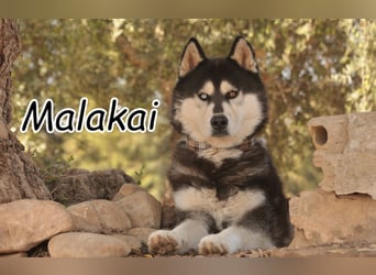 Möchten Sie Malakai zeigen, wie schön es ist, geliebt und angekommen zu sein?