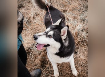 BRAVE - Brave verlor alles, als sein geliebter Mensch verstarb!