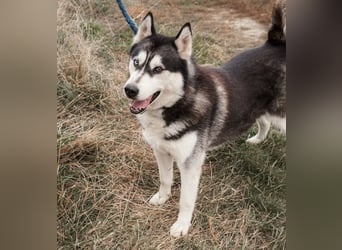 BRAVE - Brave verlor alles, als sein geliebter Mensch verstarb!