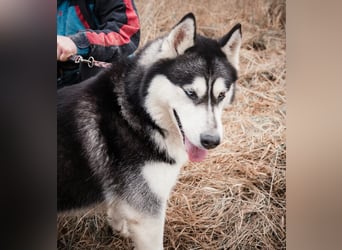 BRAVE - Brave verlor alles, als sein geliebter Mensch verstarb!