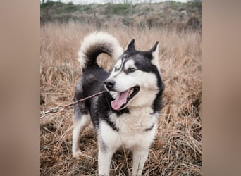 BRAVE - Brave verlor alles, als sein geliebter Mensch verstarb!