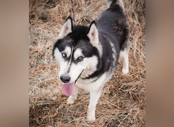 BRAVE - Brave verlor alles, als sein geliebter Mensch verstarb!