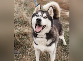 BRAVE - Brave verlor alles, als sein geliebter Mensch verstarb!