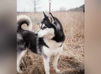 BRAVE - Brave verlor alles, als sein geliebter Mensch verstarb!