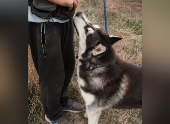 BRAVE - Brave verlor alles, als sein geliebter Mensch verstarb!