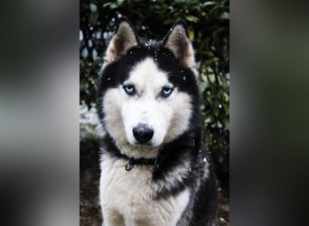 Milo - Tragisches Schicksal eines Husky