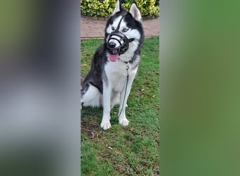 Milo - Tragisches Schicksal eines Husky