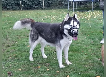 Milo - Tragisches Schicksal eines Husky
