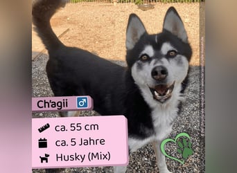 Ch‘agii