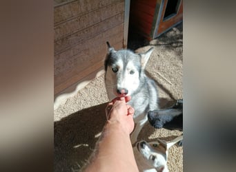Andaloya eine zauberhafte Husky Hündin