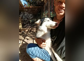 Andaloya eine zauberhafte Husky Hündin