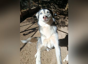 Andaloya eine zauberhafte Husky Hündin