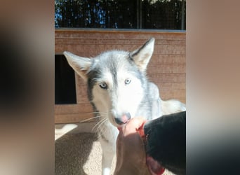 Andaloya eine zauberhafte Husky Hündin