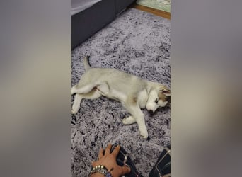 BELLA - aktives Mädchen sucht ihre Menschen