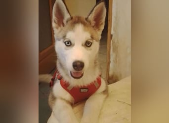 BELLA - aktives Mädchen sucht ihre Menschen