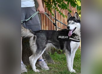 Maya SI - sehr sozial und verträglich