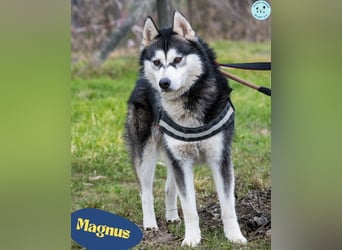 Magnus SI, ruhig und freundlich