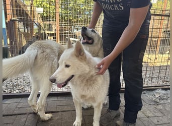 ♥NAJO♥ bezaubernder, wunderschöner, anhänglicher Husky-Rüde - ein wahrer Sonnenschein 54 cm ♥NAJO♥ bezaubernder, wunderschöner, anhänglicher Husky-Rüde - ein wahrer Sonnenschein 54 cm