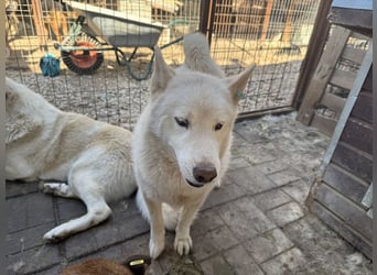 ♥NAJO♥ bezaubernder, wunderschöner, anhänglicher Husky-Rüde - ein wahrer Sonnenschein 54 cm